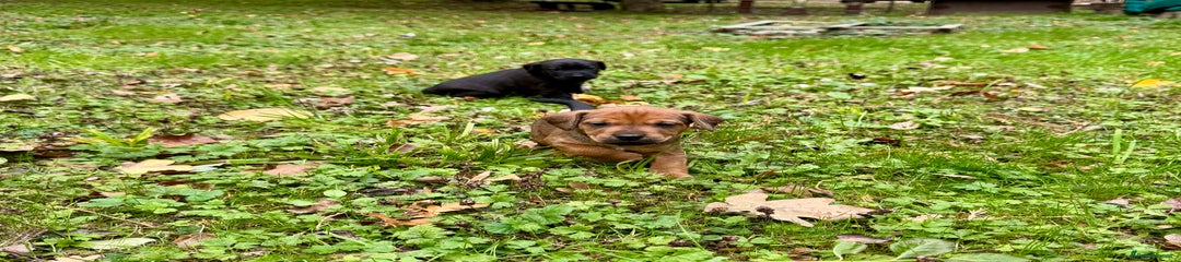 Mixed Breed Puppy 5