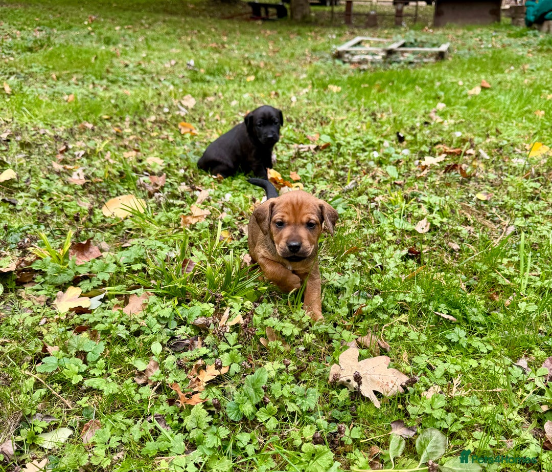 Mixed Breed dogs for sale: 🖤 BOLD Patterdale X  puppies 🖤 - Image 10