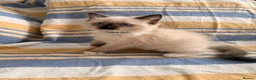 Ragdoll cats for sale: 5 beautiful ragdoll kittens  - Advert 6