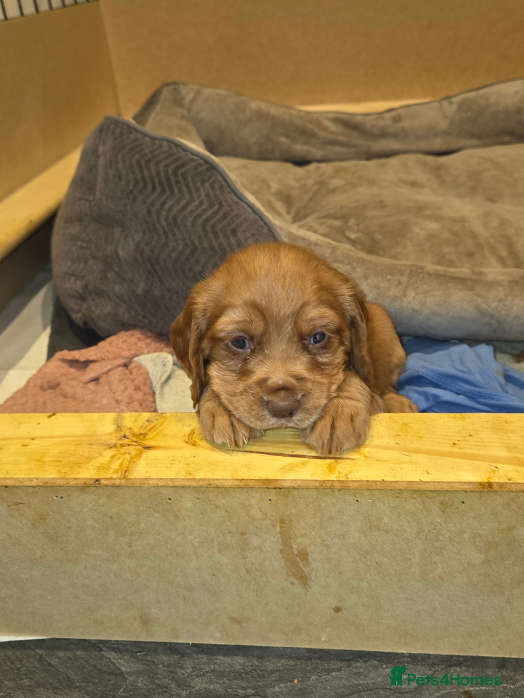 Cocker Spaniel dogs for sale: Beautiful cocker spaniel pups  - Advert 13