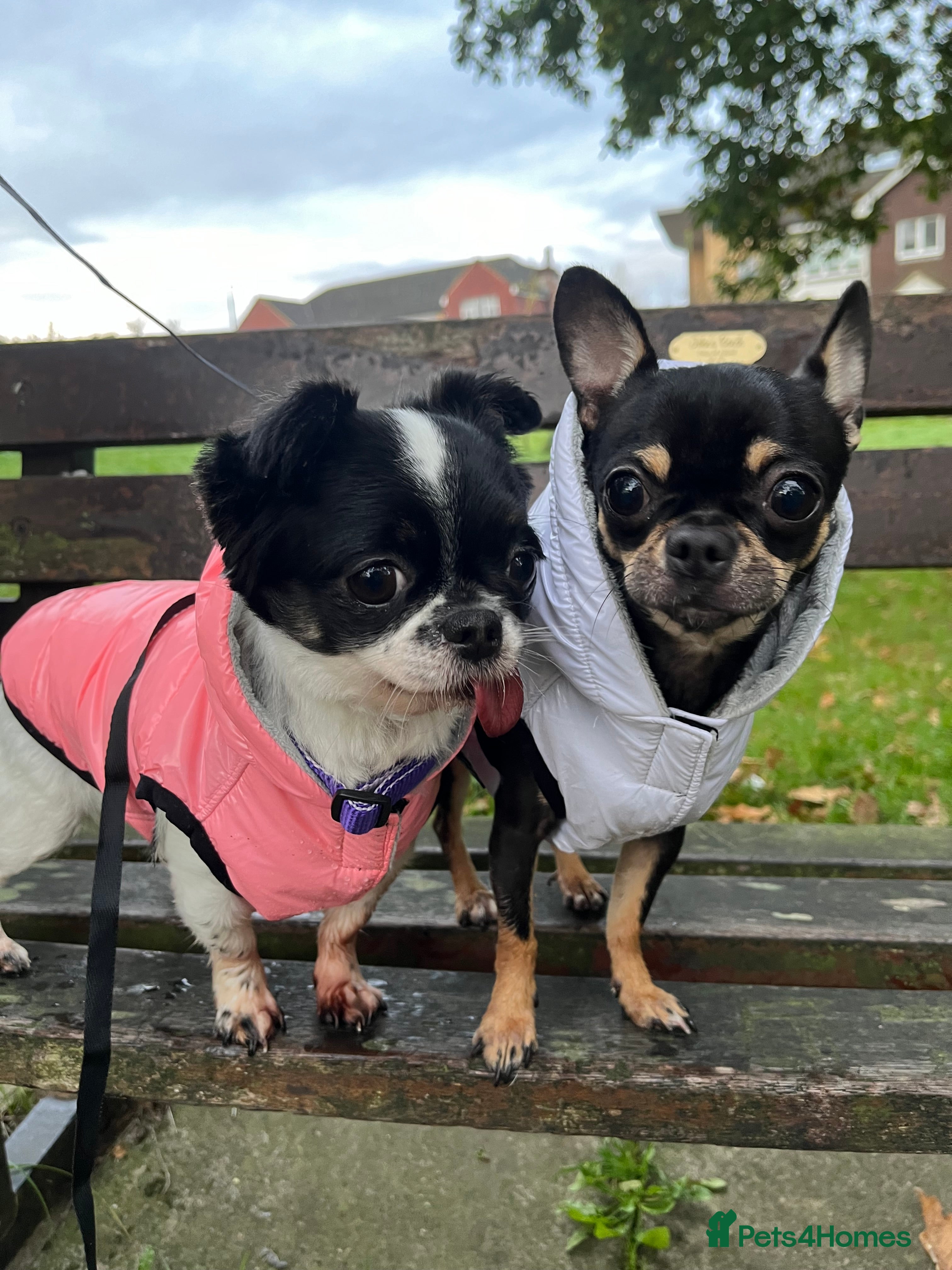 Chihuahua dogs Rehome Chihuahuas (Together only) - Advert 9