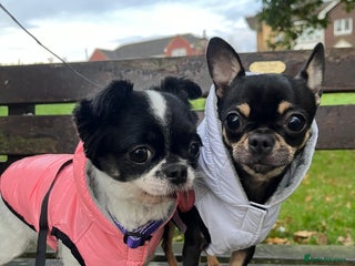 Chihuahua dogs Rehome Chihuahua - Advert 1