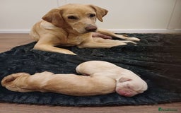 Labrador Retriever dogs for sale: PUPPIES 🐶🐾 - Image 12