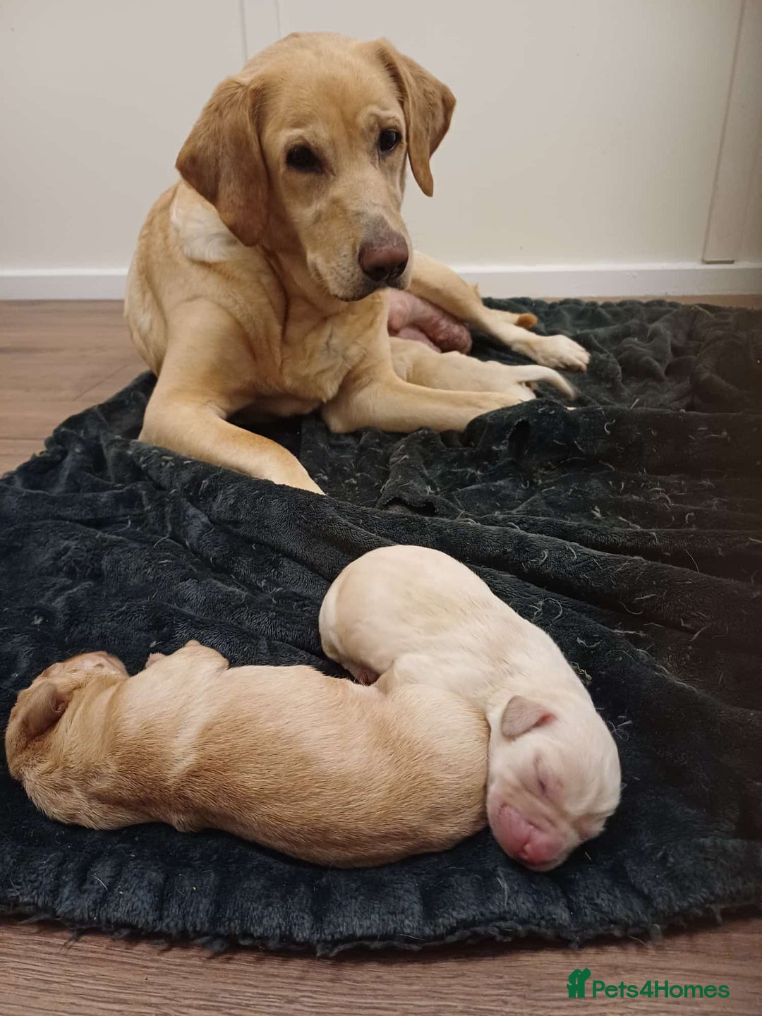 Labrador Retriever dogs for sale: PUPPIES 🐶🐾 - Image 12