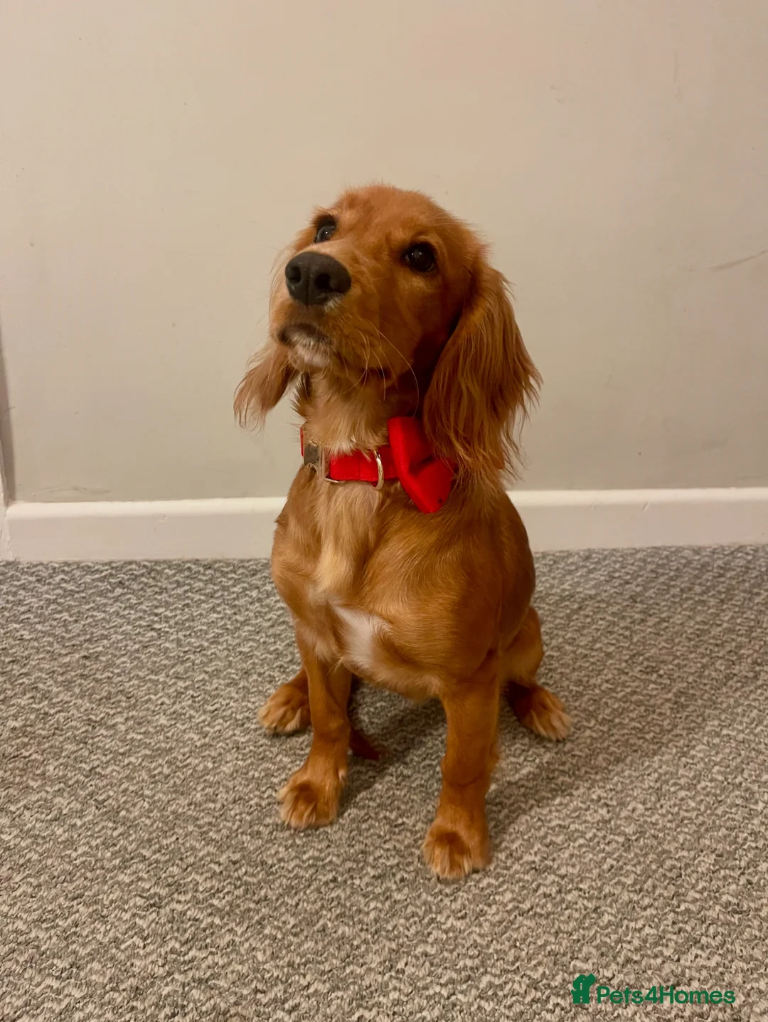 Cocker Spaniel dogs for sale: Female cocker spaniel - 1 year old  - Advert 1