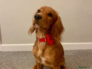 Cocker Spaniel dogs Female cocker spaniel - 1 year old - Advert 1