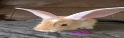 Continental Giant rabbits for sale: Beautiful Conti babies  - Advert 4