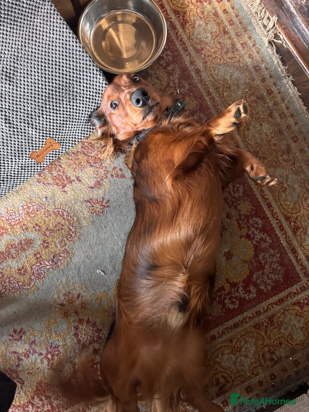 Dachshund dogs for sale: Charlie the Dachshund  - Advert 19