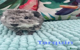 Guinea Pig rodents for sale: Beautiful baby guinea pigs  - Image 2