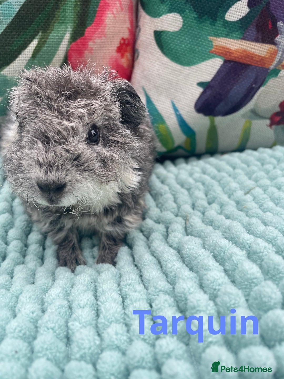 Guinea Pig rodents for sale: Beautiful baby guinea pigs  - Image 2