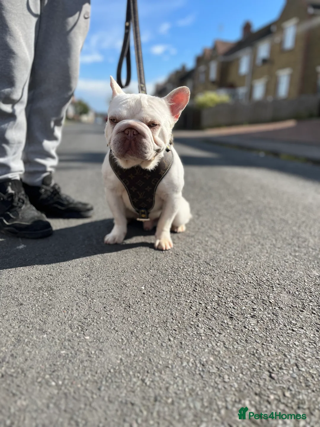 French Bulldog dogs for stud: NEW SHADE CARRYING PINK AND FLUFFY For Stud  in Margate - Advert 6