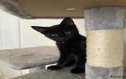 Mixed Breed cats for adoption: Adorable Jet and Anise looking for their family! - Image 7