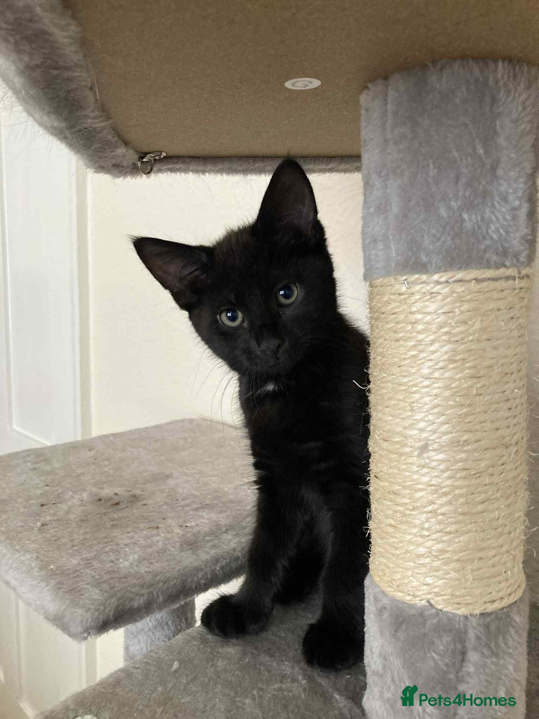 Mixed Breed cats for adoption: Adorable Jet and Anise looking for their family! - Image 7