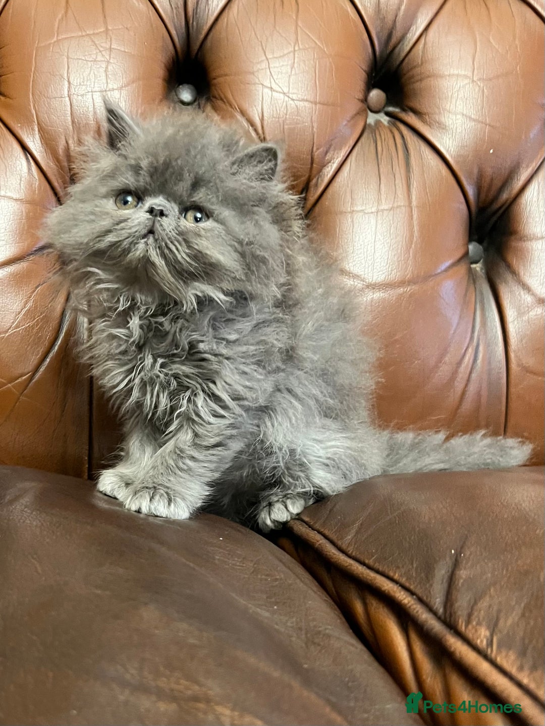 Persian cats for sale: Stunning blue and rare lilac Persian kittens  - Advert 4