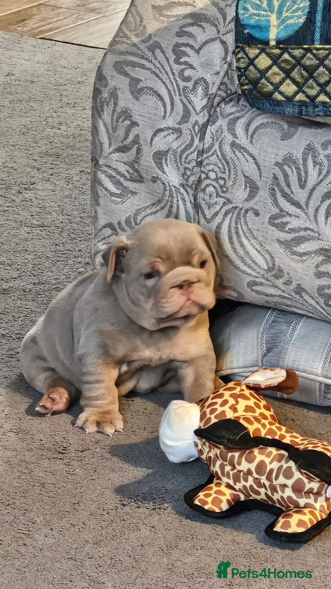 English Bulldog dogs for sale: English Bulldog - Advert 8