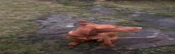 Hungarian Vizsla dogs for sale: Hungarian Vizsla  - Advert 2