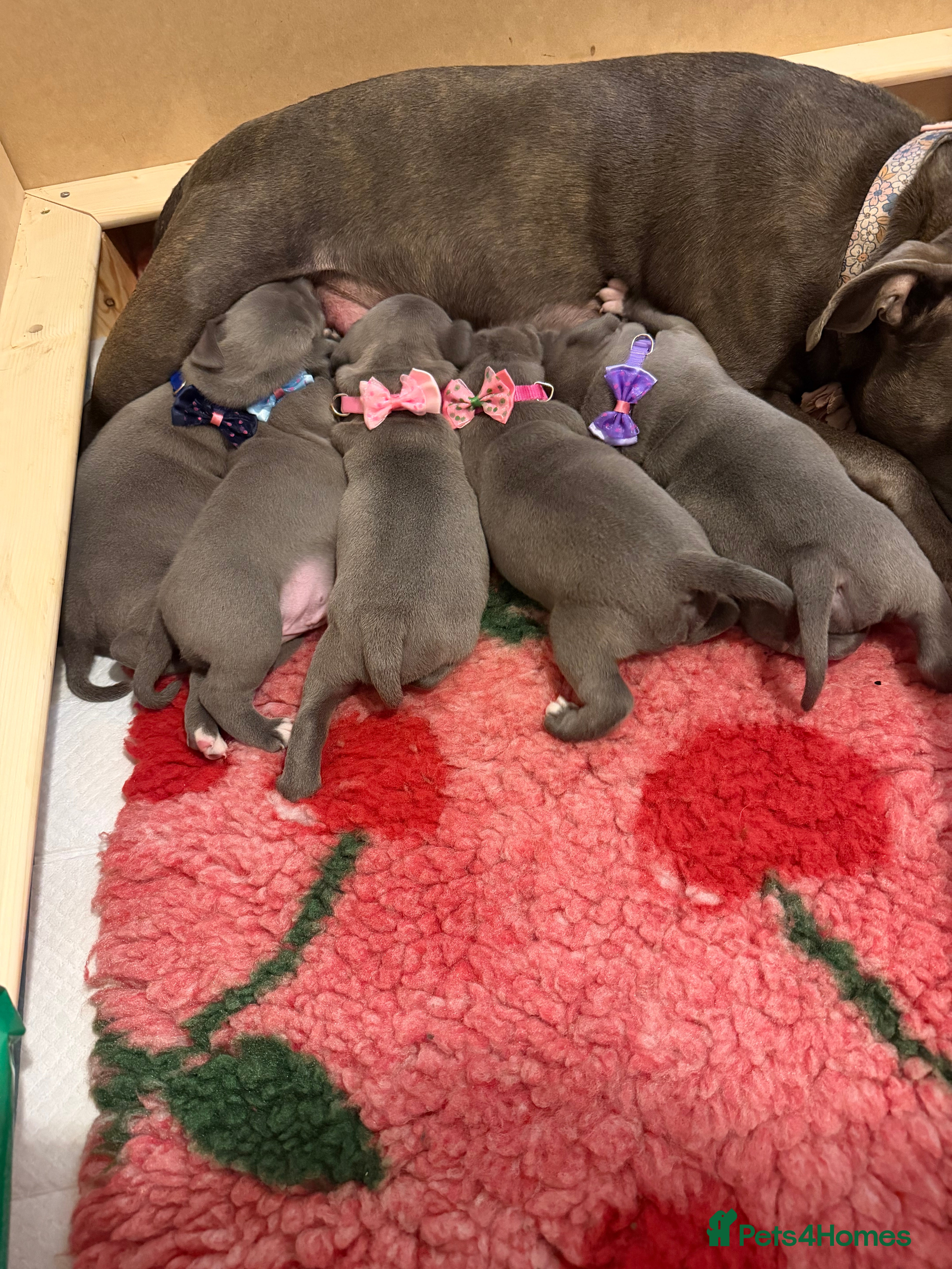 Staffordshire Bull Terrier dogs Stunning pure blue staffy pups 💙🩷 - Advert 6