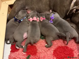 Staffordshire Bull Terrier dogs Stunning pure blue staffy pups 💙🩷 - Advert 4