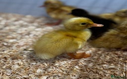 Ducks poultry for sale: Cherry Valley ducklings, ready now !!! - Image 3