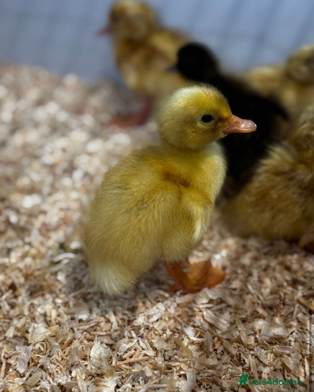 Ducks poultry for sale: Cherry Valley ducklings, ready now !!! - Image 3