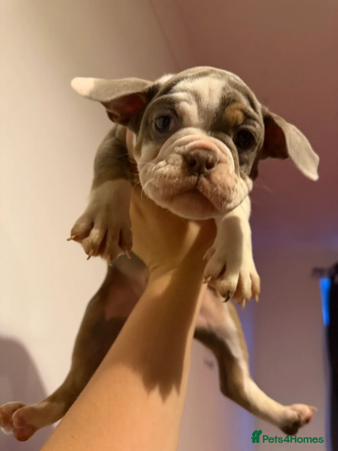 Old Tyme Bulldog dogs for sale: Old tyme bulldogs  in Jarrow - Advert 2