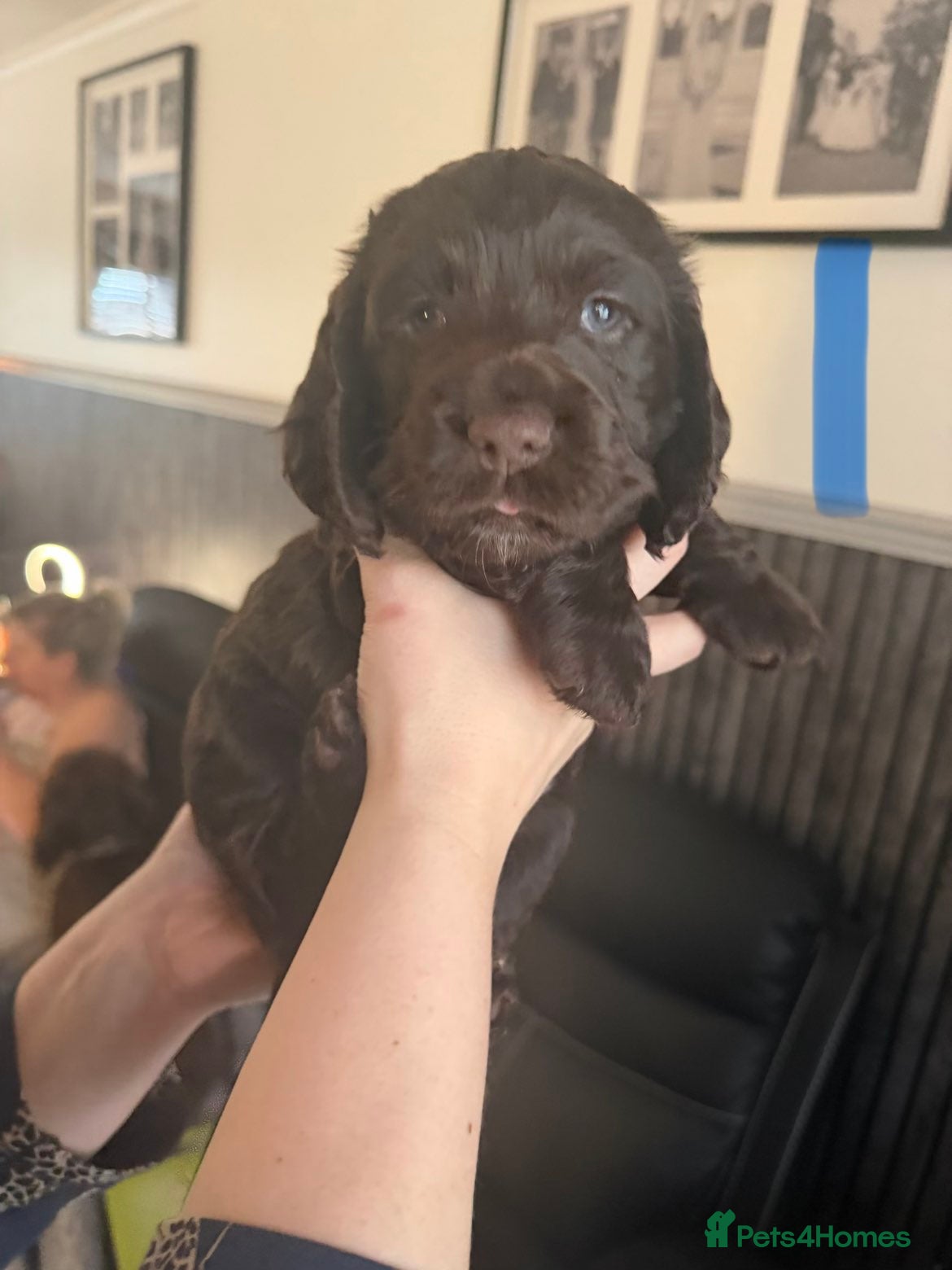 Cocker Spaniel dogs for sale: KC Reg Working Cocker Spaniel Pups ** 1 Boy Left** - Advert 13