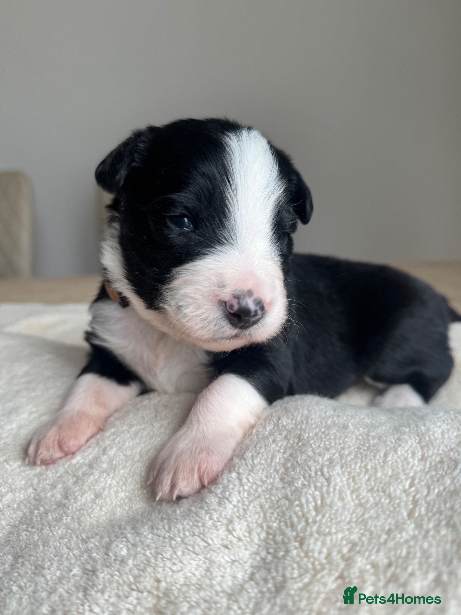 Mixed Breed dogs 5 Beautiful Bordernese Puppies  - Advert 2