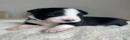 Mixed Breed dogs for sale: 5 Beautiful Bordernese Puppies  - Advert 1