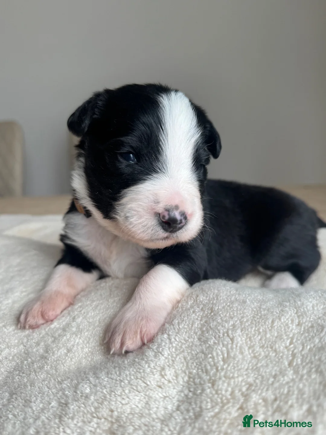 Mixed Breed dogs for sale: 5 Beautiful Bordernese Puppies  - Advert 1