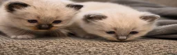 Ragdoll cats for sale: Blue Point Ragdolls | Celestial Litter - Advert 8