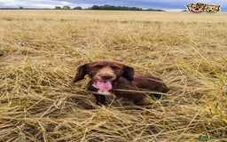 Cocker Spaniel dogs for stud: Stunning cocker spaniel for stud in Gloucester - Image 1