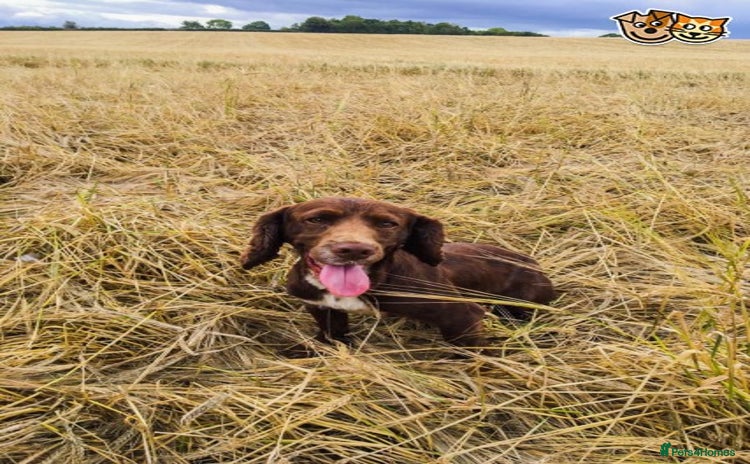 Cocker Spaniel dogs in Gloucester - Advert 1