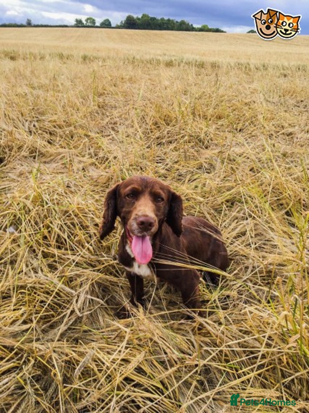 Cocker Spaniel dogs for stud: Stunning cocker spaniel for stud in Gloucester - Image 1