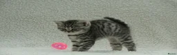 British Shorthair cats for sale: Gccf registered British Shorthair silver tabby's  - Advert 15