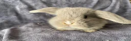 Mini Lop rabbits for sale: Mini lops ready to reserve  - Advert 1