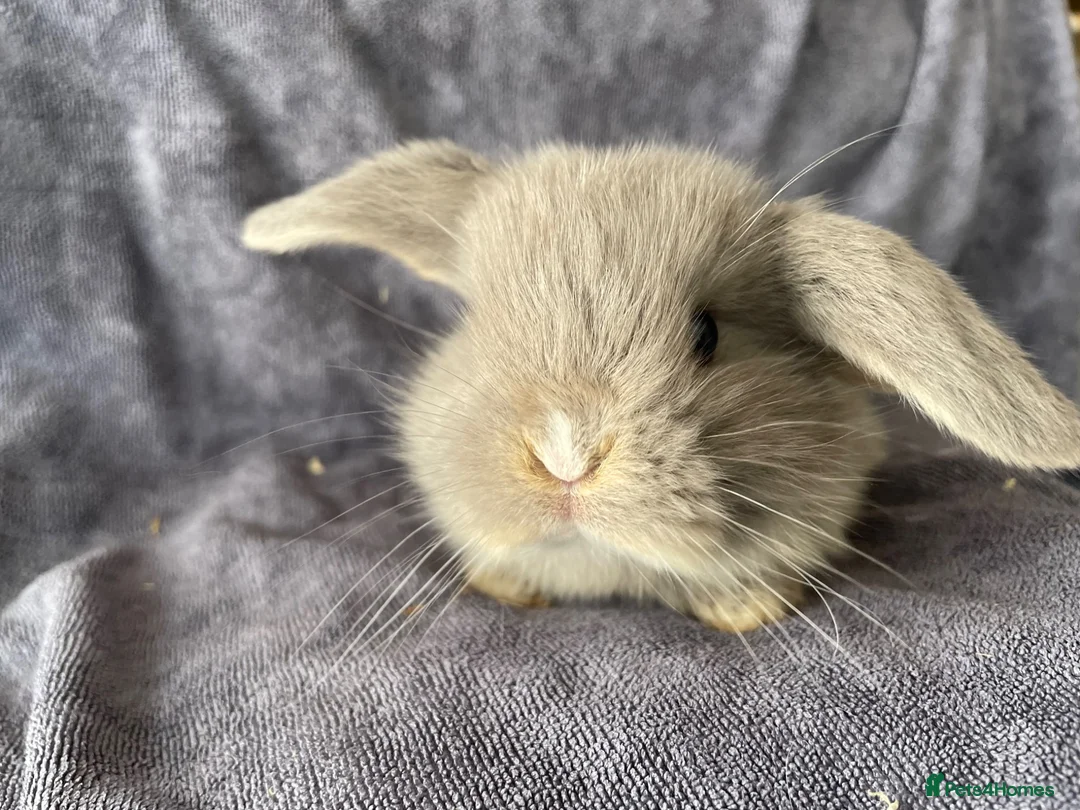 Mini Lop rabbits for sale: Mini lops ready to reserve  - Advert 1