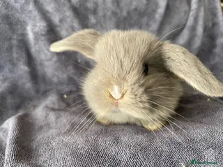 Mini Lop rabbits Mini lops ready to reserve - Advert 1
