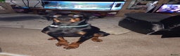 Dobermann dogs for sale: 3yr old Male Kiaser - Advert 4