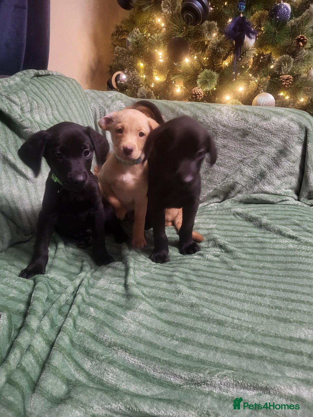 Labrador Retriever dogs for sale: KC registered labrador puppies - Advert 4