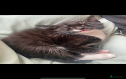British Shorthair cats for sale: Binx & Tommy - Image 2