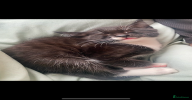 British Shorthair cats - Advert 3