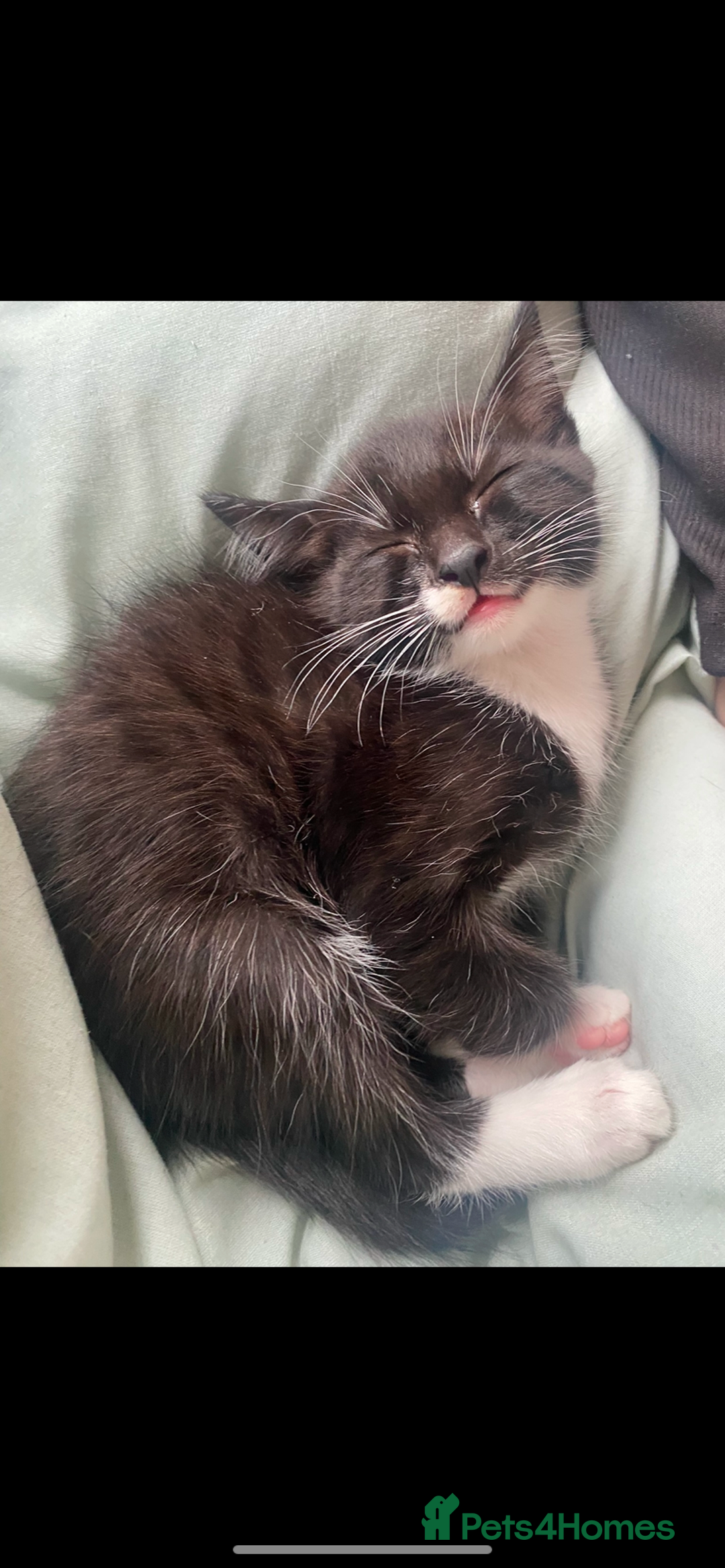 British Shorthair cats for sale: Binx & Tommy - Image 2