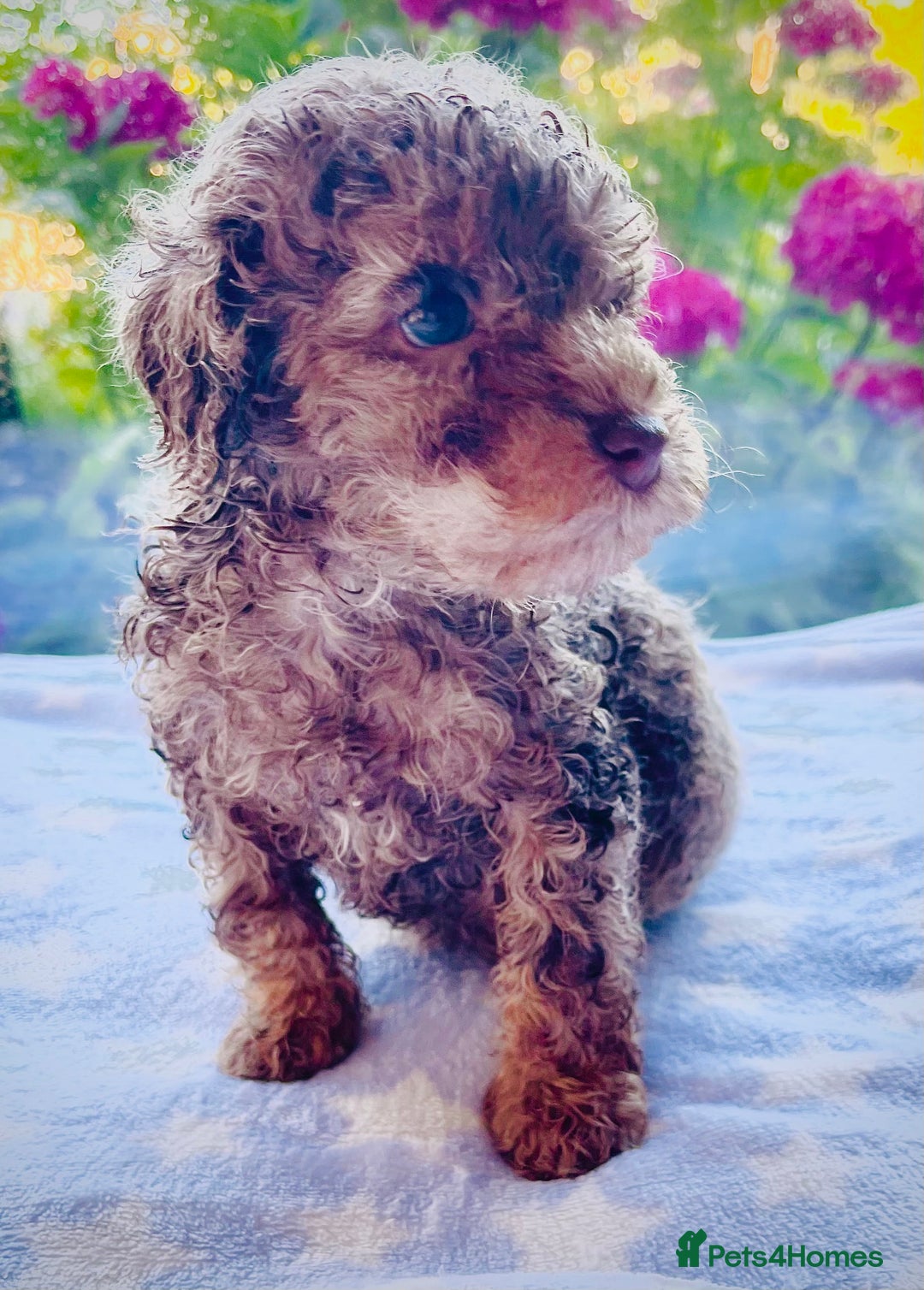 Cockapoo dogs for sale: Stunning fully DNA tested Cockapoo puppies - Image 23