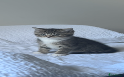 Scottish Fold cats for sale: Adorable Scottish Straight Kittens Ready for Homes - Image 1