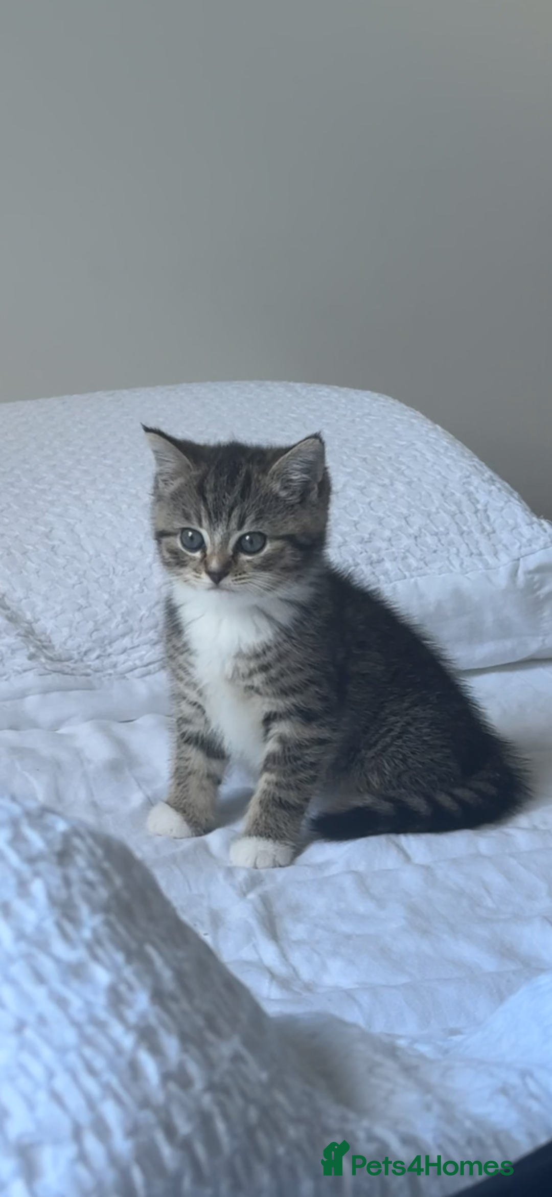 Scottish Fold cats for sale: Adorable Scottish Straight Kittens Ready for Homes - Image 1