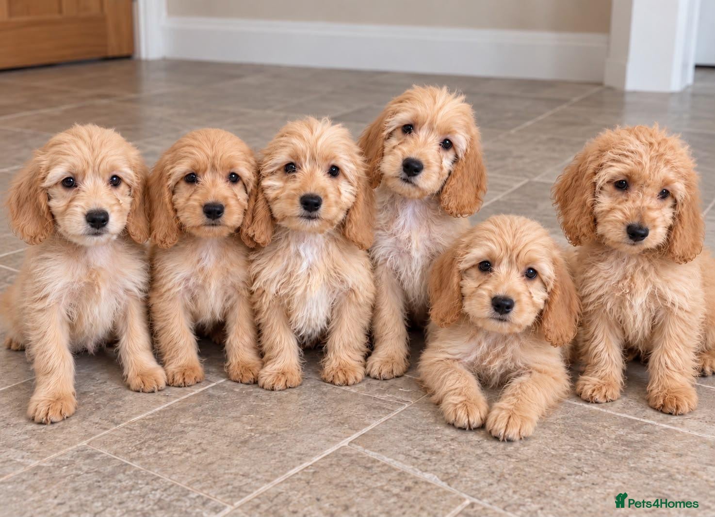 Cockapoo dogs Cockapoo Puppies Ready Now  - Advert 8