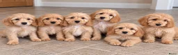 Cockapoo dogs for sale: Cockapoo Puppies Ready Now  - Advert 1