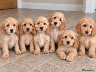 Cockapoo dogs Cockapoo Puppies Ready Now - Advert 6