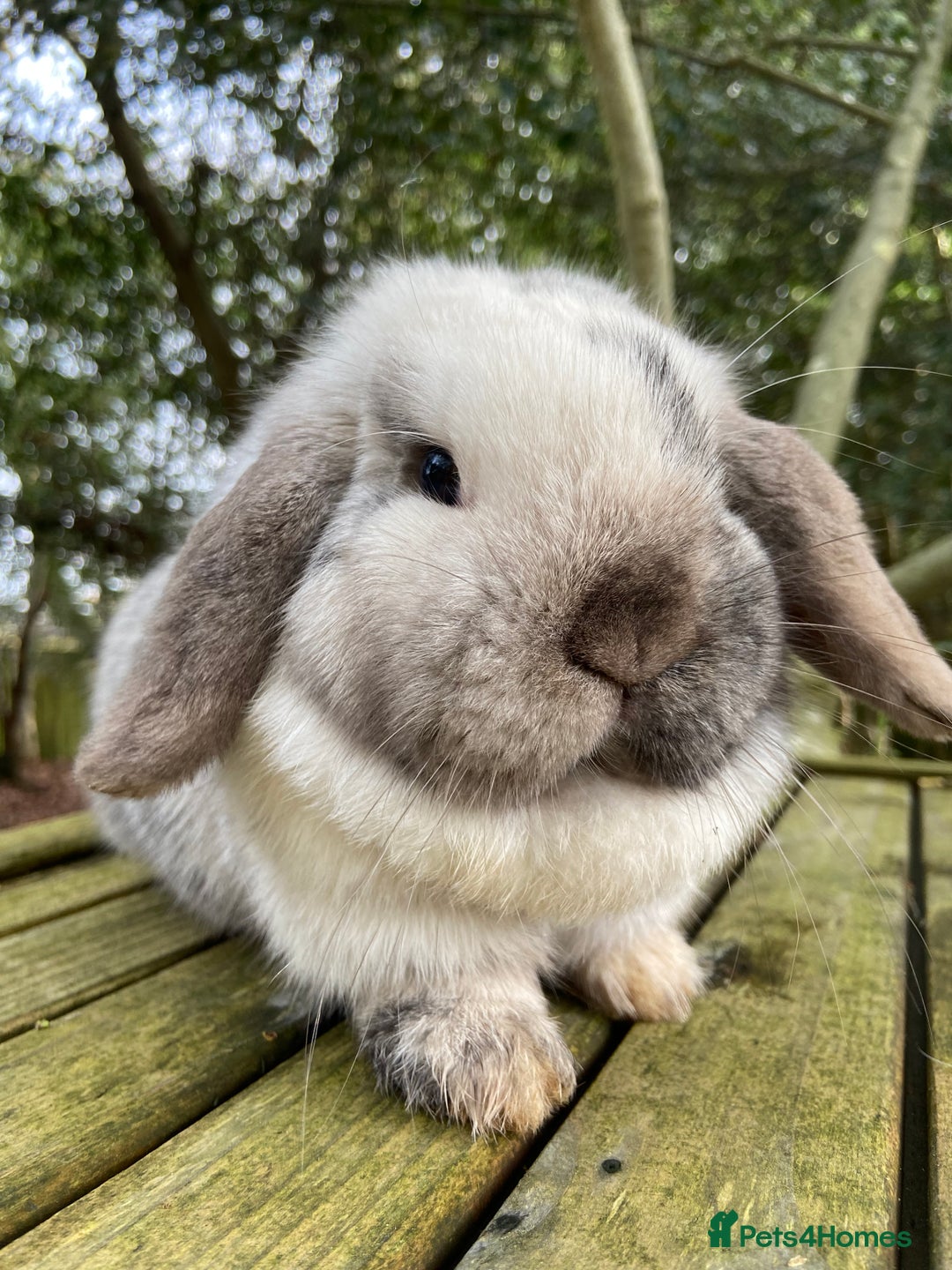 Mini Lop rabbits for sale: Mini Lop Rabbits Waitlist 2026 - Advert 14