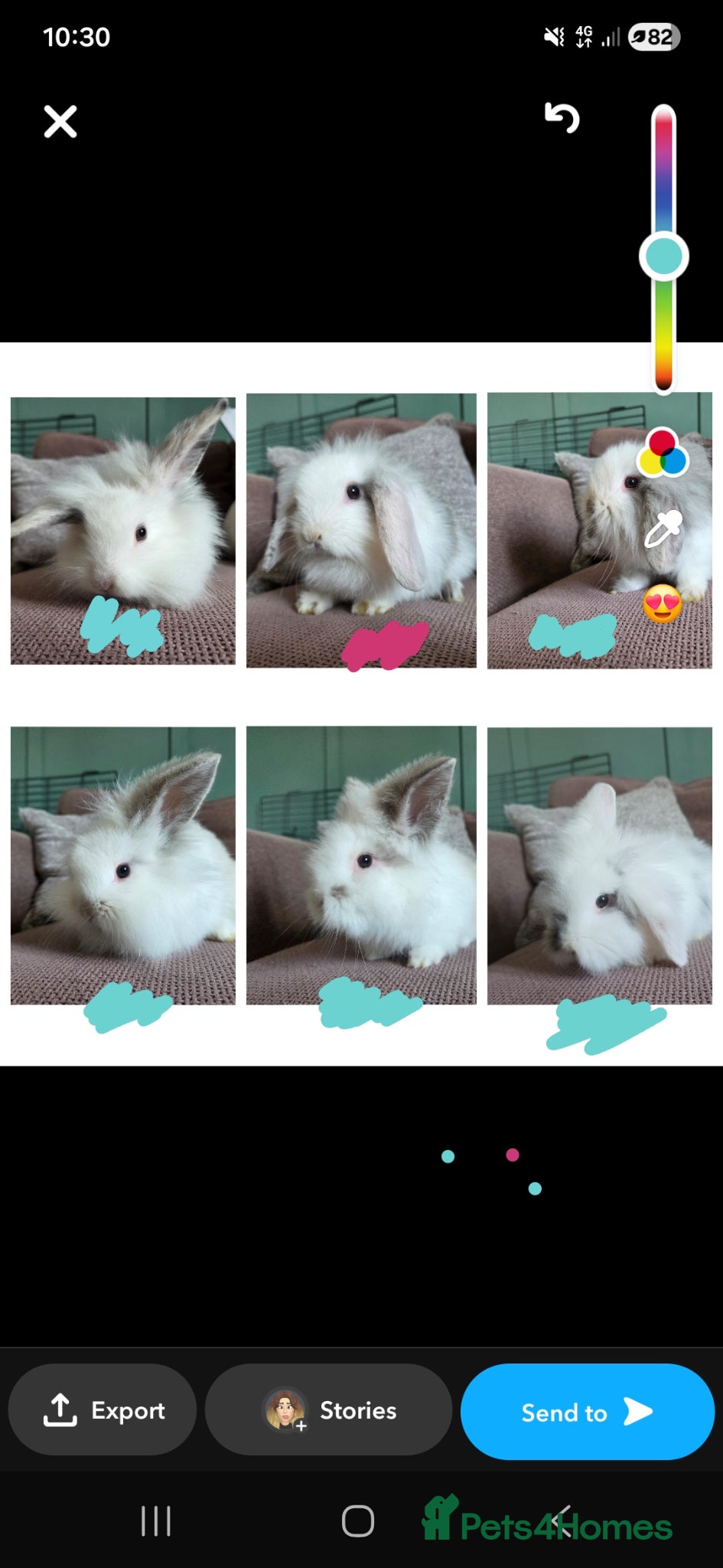 Mixed Breed rabbits READY NOW Lion x rex/mini lop rabbits - Advert 3